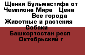 Щенки Бульмастифа от Чемпиона Мира › Цена ­ 1 000 - Все города Животные и растения » Собаки   . Башкортостан респ.,Октябрьский г.